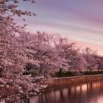 Washington MOnument and cherry blossoms
