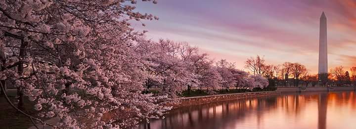 Washington MOnument and cherry blossoms
